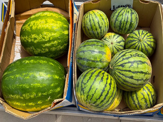 Large green watermelons arranged on market. Agriculture, farming, and seasonal fruit harvest with fresh nutrition lifestyle.