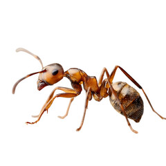 Brown ant shows detailed exoskeleton on a black background for scientific studies, macro photography, and educational content.