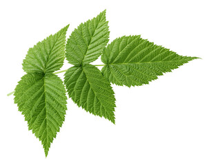 Raspberry leaves isolated on white background, full depth of field