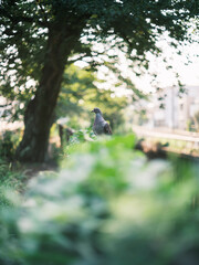 “Peaceful Pigeon on Fence in Natural Sunlight”