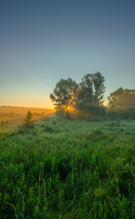 A vertical shot of a vibrant green summer landscape at sunrise, with a cluster of trees on the horizon, allowing golden sunbeams to pierce through the misty, hazy air.