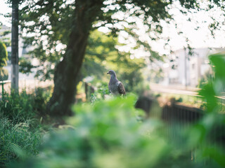 “Peaceful Pigeon on Fence in Natural Sunlight”