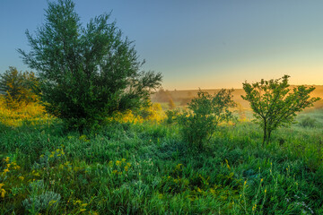 a tranquil summer sunrise in a wide rural landscape with a large, vibrant green tree and smaller saplings in the foreground, all bathed in the warm, hazy light of the rising sun.