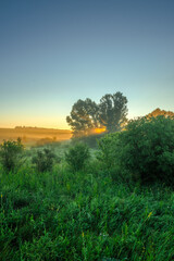 a beautiful summer morning with the sun rising over a misty meadow, casting long golden sunbeams through a group of large trees, creating a peaceful and serene rural scene with vibrant green grass.