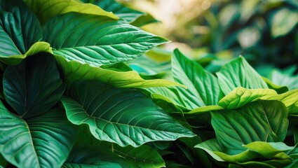 Close-up of green leaves with detailed texture and vibrant color.