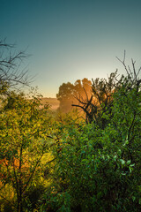 The warm, golden light of a summer sunrise peeking through a dense thicket of green and brown branches, creating a radiant glow in a tranquil morning setting.