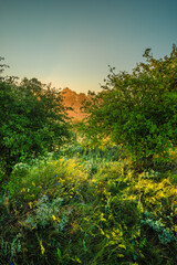 A tranquil morning scene of a sun-kissed meadow with tall, green grass and patches of yellow flowers, framed by the silhouettes of trees against a soft, hazy sky.