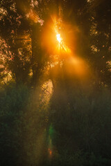 Fototapeta premium A powerful close-up of the sun rising behind a thicket of trees on a misty morning, with strong, golden-orange sunbeams and a prominent green lens flare in the foreground.