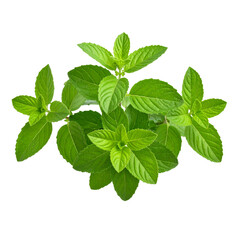 Fresh Tulsi Holy Basil Plant with Green Leaves and Stems, Isolated on Transparent Background 