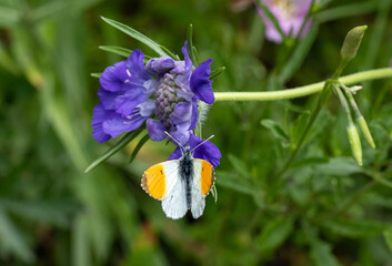 anthacharis cardamines, the orange tip buttefly on a pincushion blossom