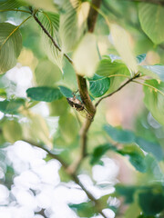 Cicada Resting on a Tree Branch in Summer Light