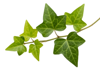 A close-up shot of a vibrant ivy branch with multiple, detailed leaves against a stark black background.