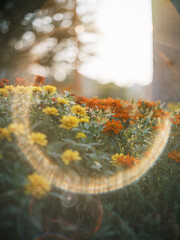 Yellow and Orange Flowers Glowing in Sunset Light with Lens Flare