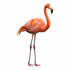 Obraz premium pink flamingo isolated on white