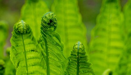 Fototapeta premium Lush green fern fronds in spring