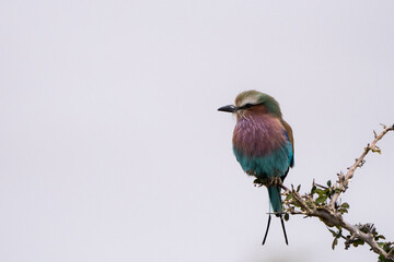 木の枝に止まったライラックニシブッポウソウ
