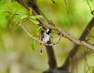 white-eared bulbul