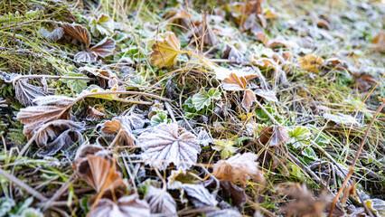 frozen leaves in norway