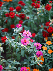 Colorful Garden with Pink, Red and Orange Flowers in Bloom