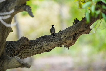 white-eared bulbul