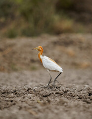 Cattle Egret