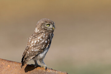 Steinkauz im Profil – kleine Eule mit gelben Augen auf Ansitz, symbolträchtiger Nachtvogel, Wildtierfotografie, perfekt freigestellter Hintergrund für Copyspace und Naturmotive