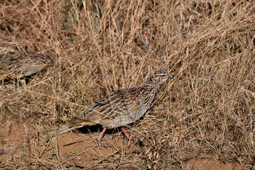 Crested francolin spotted on a lake during a safari game drive in Pilanesberg National Park, South Africa. This ground-dwelling bird of the savanna is known for its distinctive crest