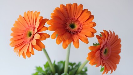 Fototapeta premium Bright orange gerbera daisies in bloom, with green stems and leaves, arranged against a neutral background.
