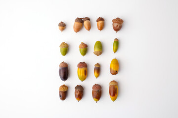 Assorted acorns with caps arranged in vertical grid on white background. Flat lay composition. Autumn harvest and nature concept.