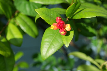Red flowers green leaves for background image