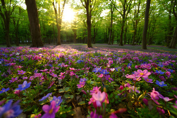 Sunlight streams through trees, illuminating a field of colorful flowers in a serene forest scene