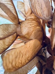 maple seeds in September, Kherson Ukraine