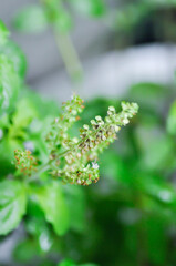 basil or holy basil, sweet basil or Ocimum tenuiflorum or Sacred basil or Lamiaceae plant