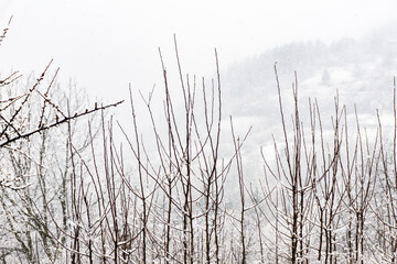 Snowy and foggy day in the mountains