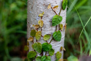 Ficus pumila Vine Climbing on Tree Trunk. Botanical Interaction and Vertical Growth in Nature