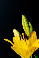 Obraz premium 黄色の百合の花と蕾を黒背景で撮影03