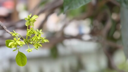 Green leaves on a tree branch in spring
