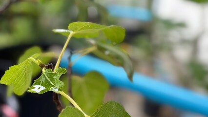 Green grasshopper resting on a leaf and branch in a garden closeup