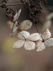 Close-up of dried mountain hydrangea (Hydrangea serrata) flowers with delicate papery petals in natural brown tones. A rustic botanical background symbolizing autumn and winter season transitions.