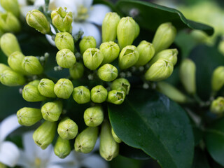 Citrus-Scented Promise: Orange Jasmine Buds
