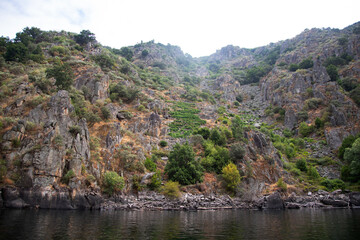 Vineyards on the slopes of the Sil Canyon in the Ribeira Sacra region (Galicia, Spain). Examples of heroic viticulture.