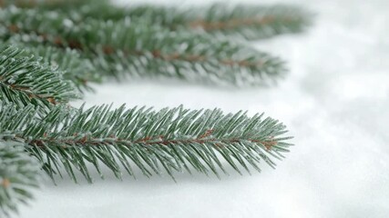 A close-up view of a pine tree branch on a snowy surface, ideal for winter-themed projects and designs - Powered by Adobe