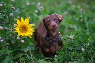 dachshund dog on sunflower background