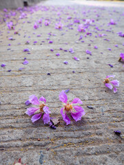Fallen Purple Lagerstroemia Petals on The Road
