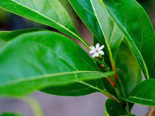 Obraz premium The Single White Flower Blooming on a Bush