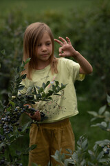 a little girl is standing among the blueberry bushes, picking a blueberry and showing how small it is