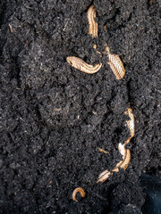 Sunbeam Snake Blending in Black Rice Husks