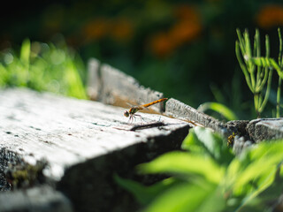 Close-up of Dragonfly Resting on Wooden Surface in Natural Sunlight