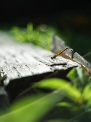 Close-up of Dragonfly Resting on Wooden Surface in Natural Sunlight