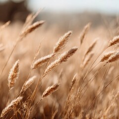 Fototapeta premium Golden grasses swaying gently in a field